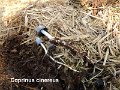 Coprinopsis cinerea-amf500